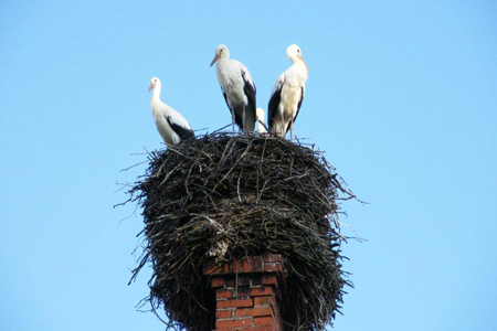 009 Ein Storchennest