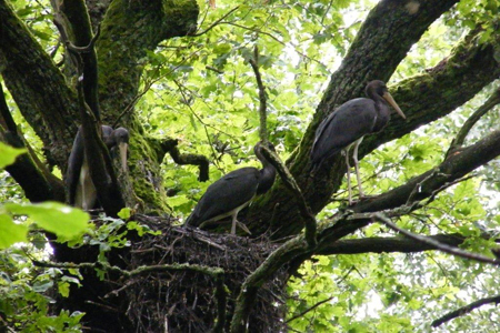 010 junge Schwarzstoerche in der Rominte